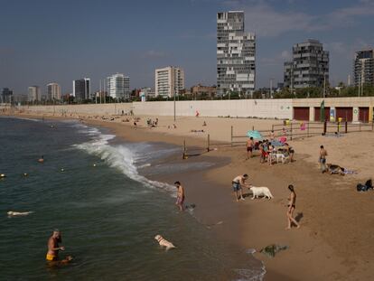 Dueños de perros se bañan este miércoles en la playa de Llevant de Barcelona, habilitada especialmente para esta finalidad con aforo limitado.
