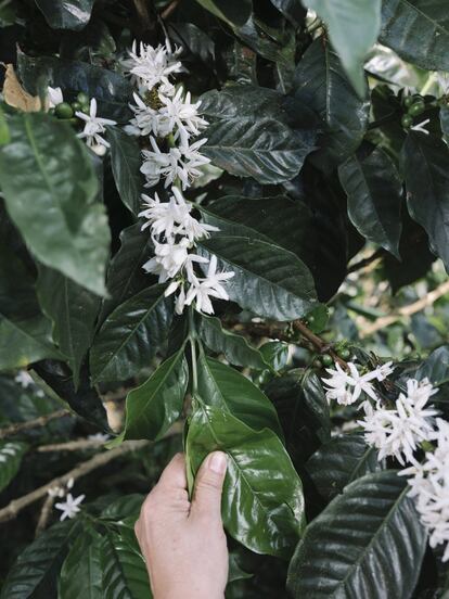 La intensidad de la florescencia de los cafetales
(arriba) indica si habrá una buena cosecha ocho meses
después.