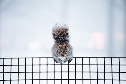 Um esquilo em uma cerca do Battery Park, em Nova York (EUA). A última semana de 2017 foi a mais fria registrada na história de Nova York, cuja temperatura não sobe acima do zero grau centígrado desde 25 de dezembro.