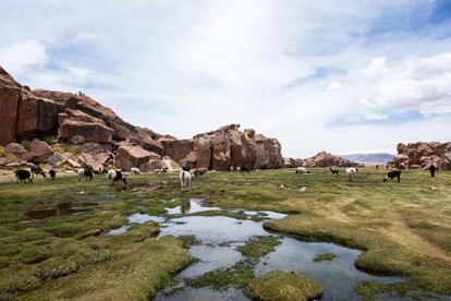 Escondidos en las profundidades del valle de las Rocas, entre Chile y Argentina, crecen varios bofedales andinos, donde pastan rebaños de llamas. Las llamas, junto a los gansos, los flamencos, las vizcachas y los zorros forman el gran núcleo de fauna andina en los alrededores de Uyuni.