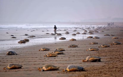 Centenares de tortugas marinas tras poner sus huevos en la arena de la playa de Rushikulya en Bhubaneswar (India).