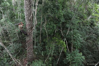 En la Selva Maya el chicozapote es uno de los árboles más abundantes, y puede alcanzar hasta 45 metros de altura. Actualmente, más de dos mil chicleros de los estados de Campeche y Quintana Roo están agrupados en 56 cooperativas y conforman el Consorcio Chiclero. 