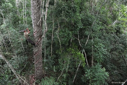 En la Selva Maya el chicozapote es uno de los árboles más abundantes, y puede alcanzar hasta 45 metros de altura. Actualmente, más de dos mil chicleros de los estados de Campeche y Quintana Roo están agrupados en 56 cooperativas y conforman el Consorcio Chiclero. 