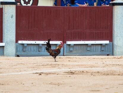 Un gallo se pasea por el ruedo de Las Ventas en tarde de festejo.