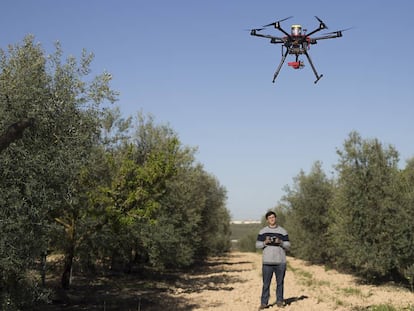 Un técnico controla un dron en una explotación de Primor en Sevilla.