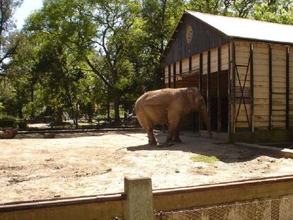 La elefanta Pelusa, en el zoológico de La Plata.