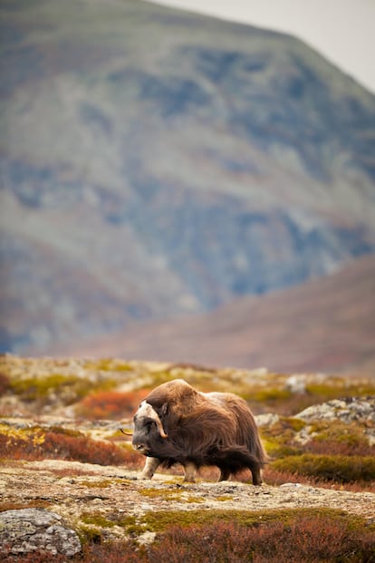 Un ejemplar de buey almizclero en el parque nacional Dovrefjell-Sunndalsfjella.