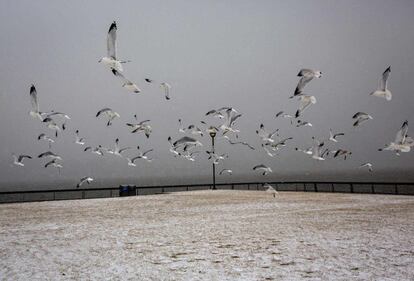 Una bandada de p&aacute;jaros alza el vuelo en un parque de Hoboken.  