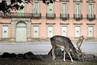 A fallow deer feeds in the grounds of the Riofrío Palace, in Segovia.