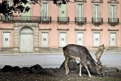 Un gamo en las praderas del palacio de Riofrío, en Segovia.