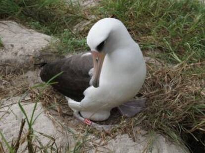 La hembra de albatros 'Wisdom', con su huevo.