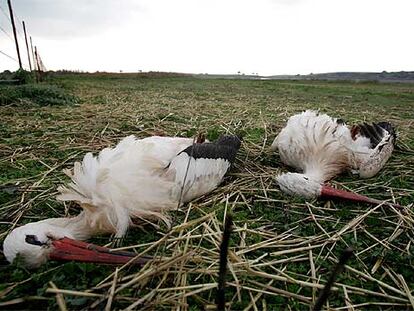 Dos cigüeñas muertas, ayer en la laguna Jeli, en Chiclana de la Frontera.