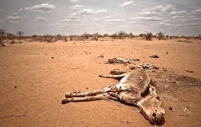 Los animales en descomposición son parte del paisaje habitual entre las pistas y veredas entre campos de refugiados.