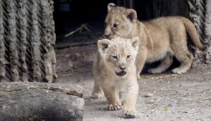 Dos cachorros de le&oacute;n en el zoo de Copenhague el pasado julio.