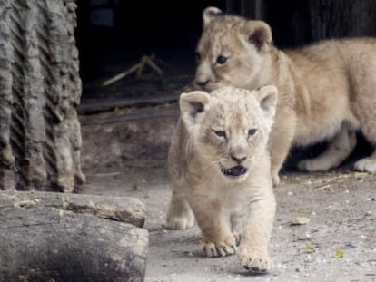 Dois filhotes de leão num zoo de Copenhague em 2013.