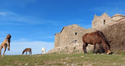 Burros pastando en la cima de La Mola.