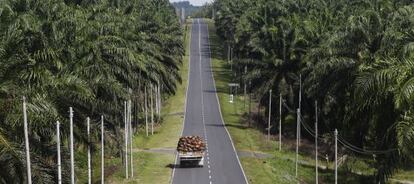 Un cami&oacute;n con drupas de palma aceitera circula por una carretera del estado malasio de Sabah.