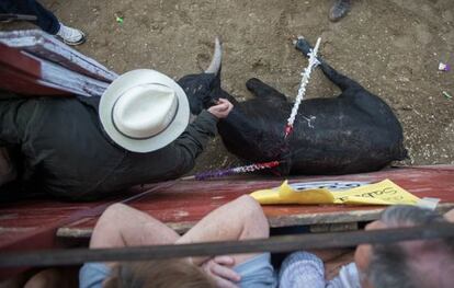 Un becerro tumbado mientras uno de los aficionados le clava un puñal en Zarzalejo.