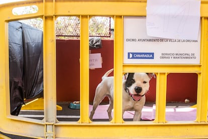 Uno de los perros evacuados que ahora se encuentra en el polideportivo de La Orotava 