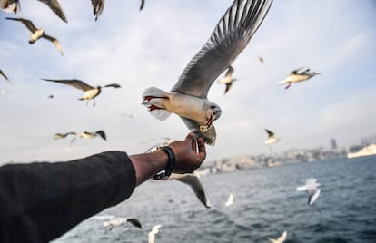 Un hombre alimenta a una gaviota volando detrás de un ferry en el Bósforo mientras el sol brilla en Estambul (Turquía).