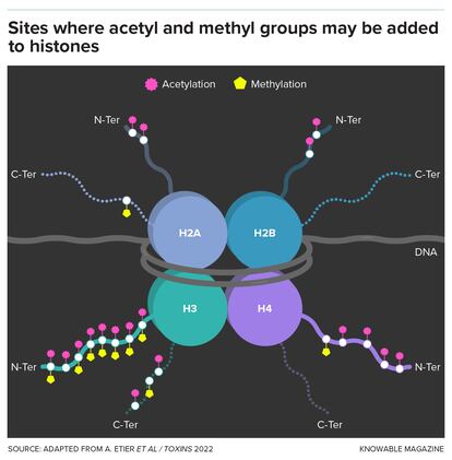 The histone proteins of complex cells are named H2A, H2B, H3 and H4. They are assembled into groups of eight, around which a length of DNA is wrapped. This structure, called a nucleosome, repeats along the length of a chromosome. Histones have long tails onto which metabolites like acetyl and methyl groups can be added by enzymes.