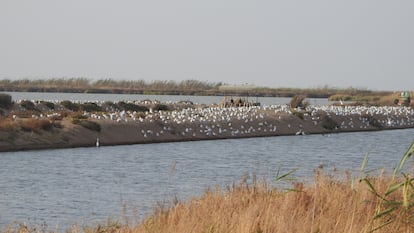 Aves en la finca Veta la Palma, en el Espacio Natural de Doñana, en 2018. / MANUEL MÁÑEZ (ESTACIÓN BIOLÓGICA DE DOÑANA)