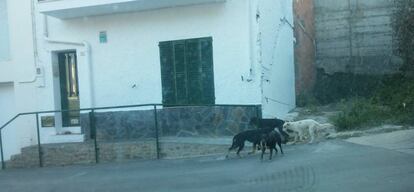 Els gossos salvatges que busquen al cap de Creus.