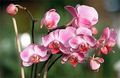Orquídea del género <i>Phalaenopsis</i>.