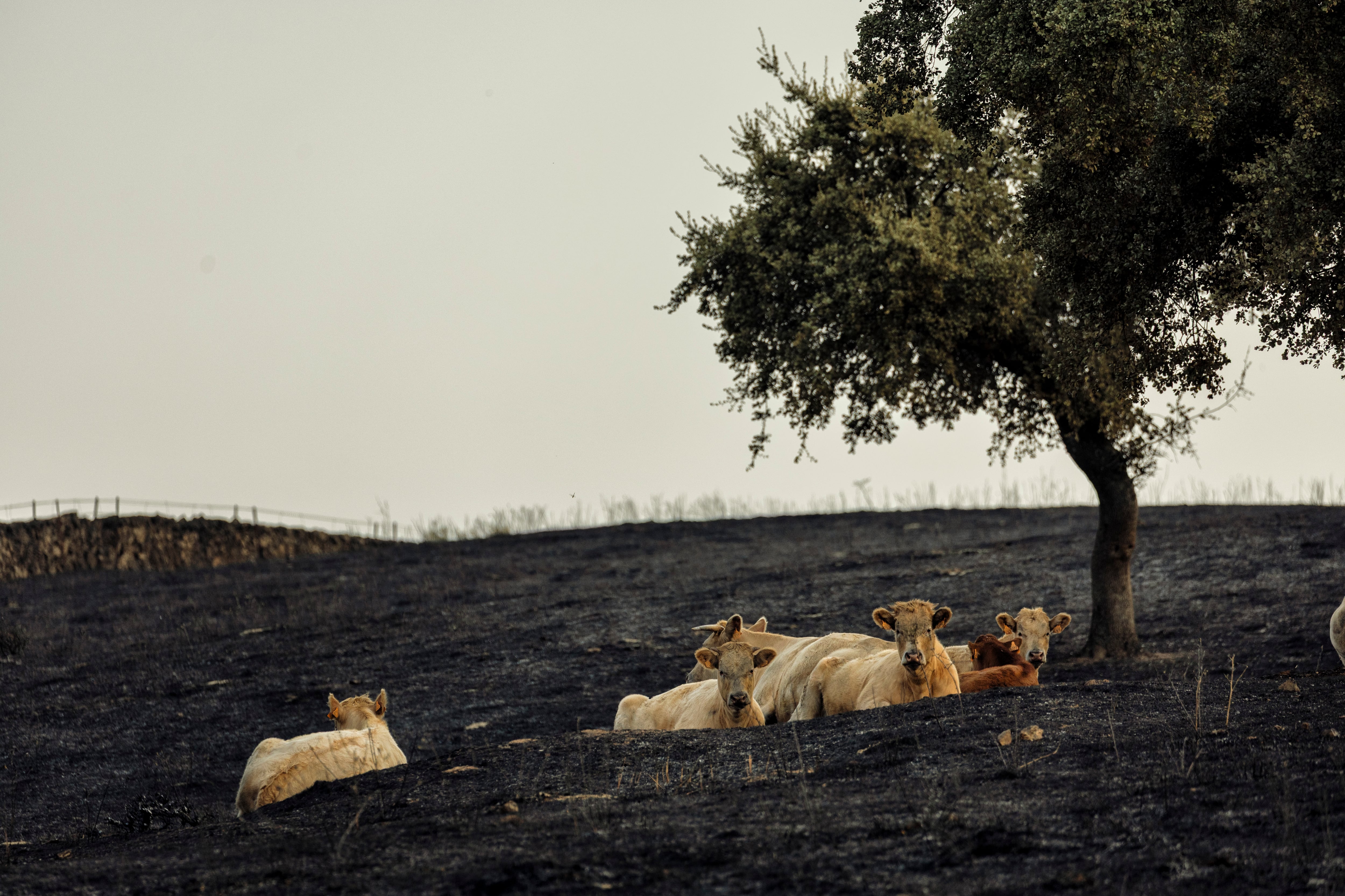 Varias vacas sentadas sobre tierra quemada, en Casar de Cáceres, el 16 de agosto.
