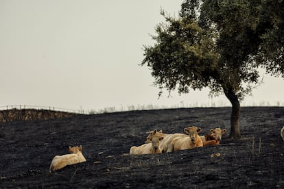 Los incendios provocan pérdidas récord para agricultores y ganaderos: “Nos hemos dejado la piel en el monte”