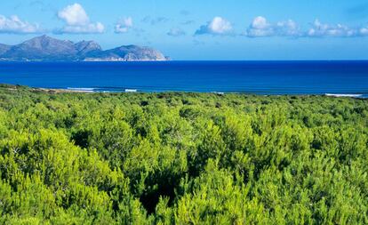 Uno de los Senderos Azules es el Camino de la Marina de Son Real, entre la playa de Son Bauló y Son Serra de Marina, en el noroeste de Mallorca.