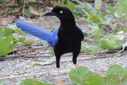 La urraca sinaloense ('Cyanocorax beecheii') es una del centenar de especies endémicas de México amenazadas por el calentamiento global.