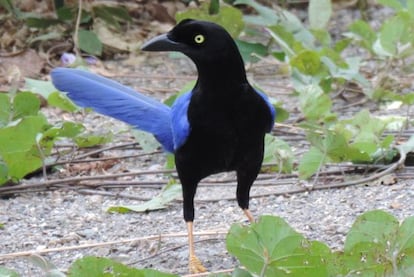 La urraca sinaloense (&#039;Cyanocorax beecheii&#039;) es una del centenar de especies end&eacute;micas de M&eacute;xico amenazadas por el calentamiento global.