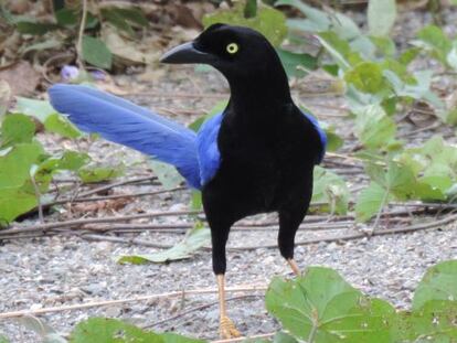 La urraca sinaloense (&#039;Cyanocorax beecheii&#039;) es una del centenar de especies end&eacute;micas de M&eacute;xico amenazadas por el calentamiento global.