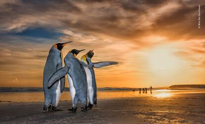 Wim encontrou esses pingüins-rei em uma praia nas Ilhas Falkland, assim que o sol estava nascendo. Eles foram pegos em um comportamento de acasalamento fascinante: os dois machos estavam constantemente se movendo ao redor da fêmea enquanto usavam suas barbatanas para se defender um do outro.