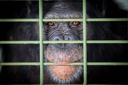 Alejados de los flashes del público, medio centenar de chimpancés conviven en el santuario de Sorocaba, una ciudad brasileña que se ha convertido en un refugio para grandes primates que han sufrido traumas durante su paso por zoológicos y circos.