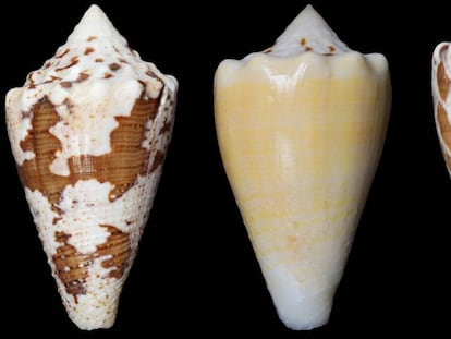 El &#039;Conus regius&#039; vive en las aguas del Caribe y frente a las costas de Am&eacute;rica del Sur.