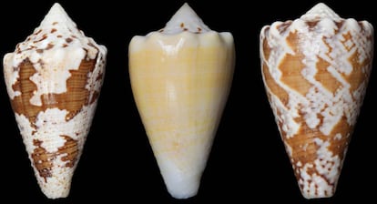 El &#039;Conus regius&#039; vive en las aguas del Caribe y frente a las costas de Am&eacute;rica del Sur.