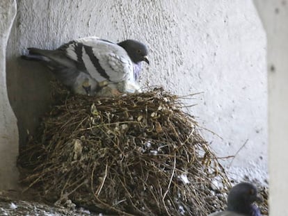 Nido de palomas torcaces.