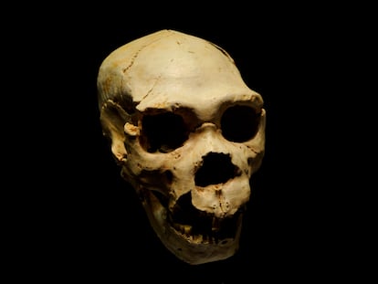 Cráneo de 'Homo heidelbergensis' en la Sima de los Huesos, en Atapuerca, especie que pudo surgir del cuello de botella demográfico.