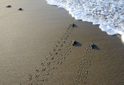 Pequeñas tortugas se dirigen hacia el mar, en el santuario de tortugas de la isla de Sukamade (Indonesia).