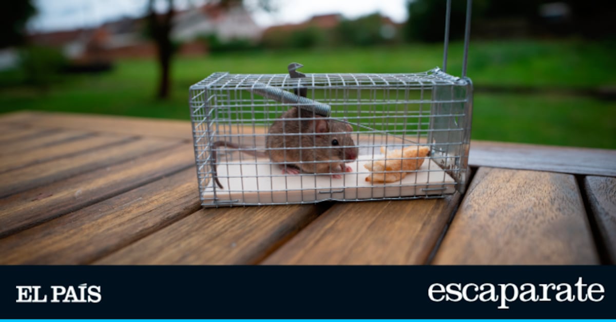 Cinco trampas para ratas y ratones sin muerte | Top reviews ...