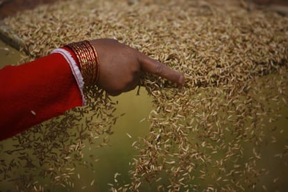 Las actividades promovidas por la FAO ayudaron a generar más recursos en el país, abatido por un conflicto decenal y con escasez de alimentos a causa de la sequía. Estos han contribuido a impedir que miles de agricultores nepalíes vulnerables se hundan en la pobreza y el hambre. (Fuente: FAO).