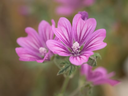 La belleza de las flores de malva requieren de una observación atenta para apreciar todos sus detalles.