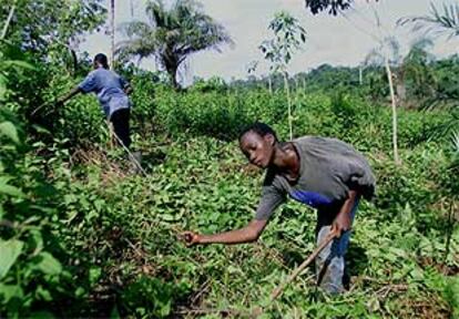 Dos muchachos trabajan en una plantación de cacao en Costa de Marfil.