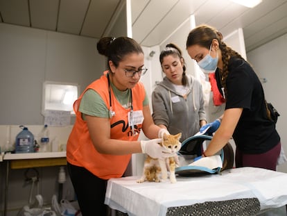 Un grupo de voluntarios acoge y cuida de las mascotas que han perdido su hogar durante la dana en Valencia.