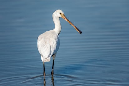La espátula común (’Platalea leucorodia’) es una especie residente en la reserva de la biosfera de Urdaibai (Bizkaia).