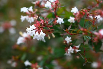 Los sépalos persistentes de la abelia aportan un colorido rojizo que contrasta con la floración blanca de este arbusto.