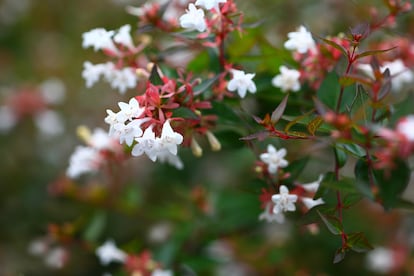 Los sépalos persistentes de la abelia aportan un colorido rojizo que contrasta con la floración blanca de este arbusto. 