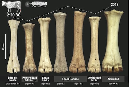 Evolución histórica de las tallas de huesos de animales de granja.
